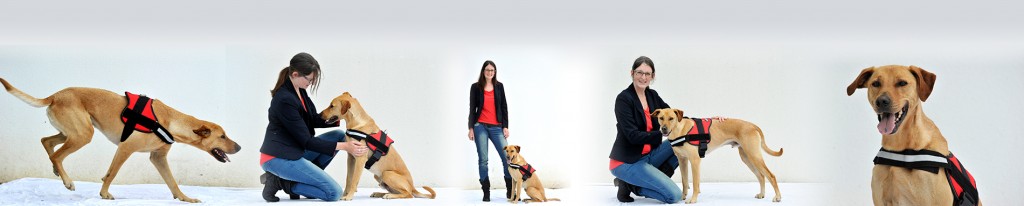 Pourquoi un chien