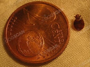 Punaise comparée à une pièce de 2 cents