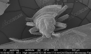 punaise de lit au microscope