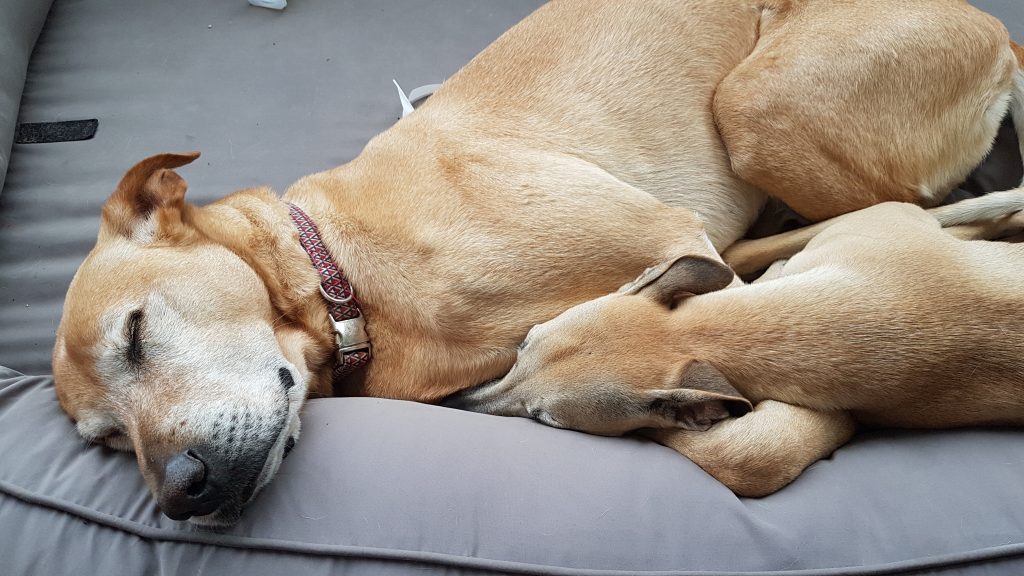 Nos chiens détecteurs de punaises en sieste 