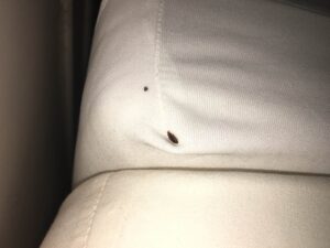 Une punaise de lit et sa trace de déjection