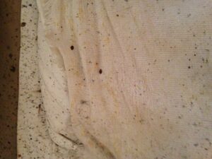 Des punaises de lit et les traces de déjections