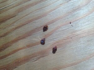 Trois punaises mortes