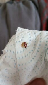 Une punaise de lit dans du sopalin