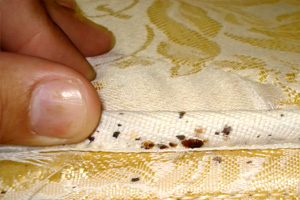 Traces matelas puces de lit