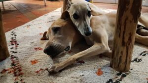 Rocky et Kiba au repos