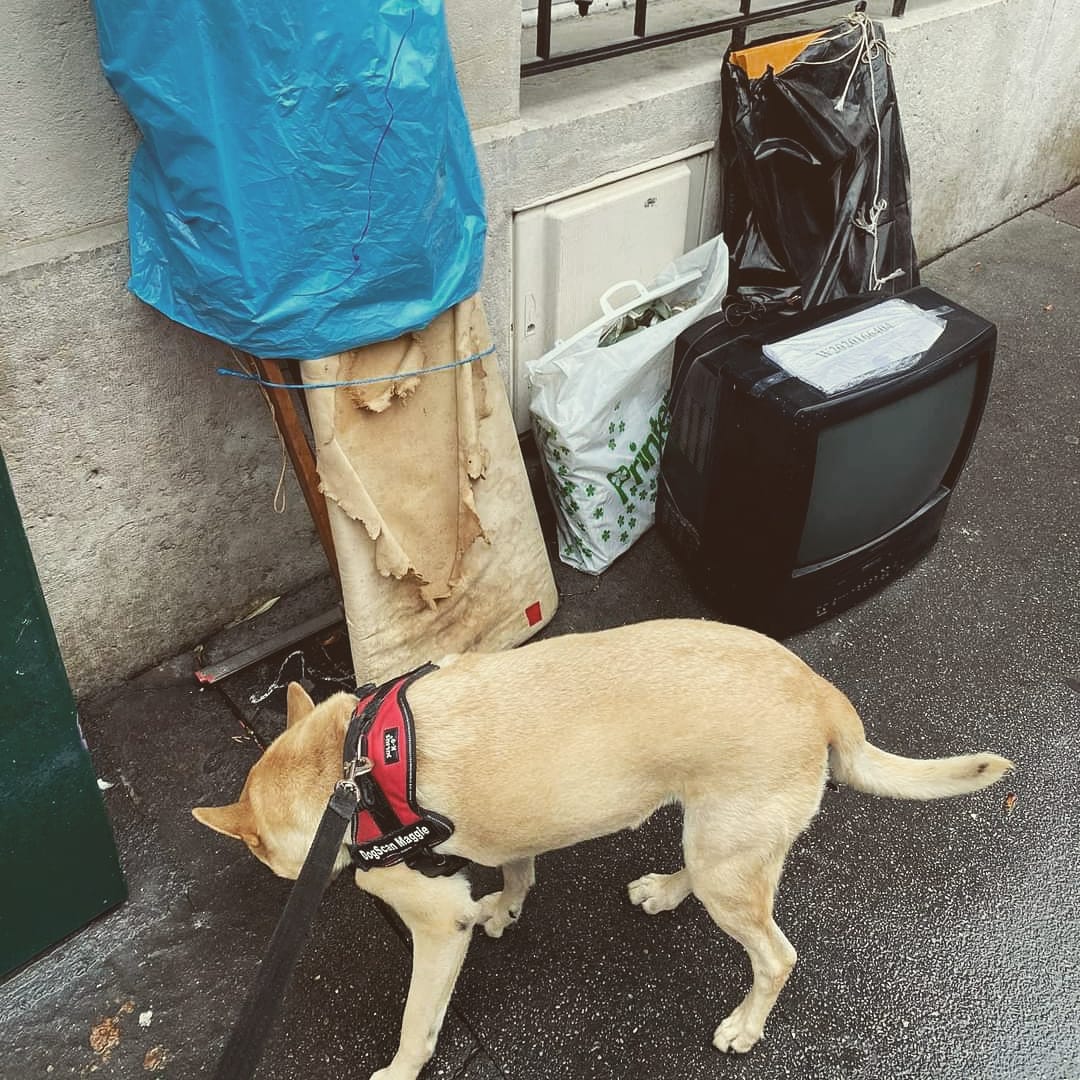 Punaise de lit à Aubervilliers