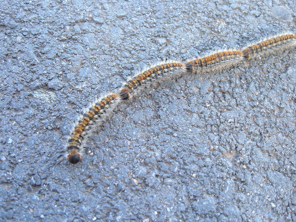Piqure insecte