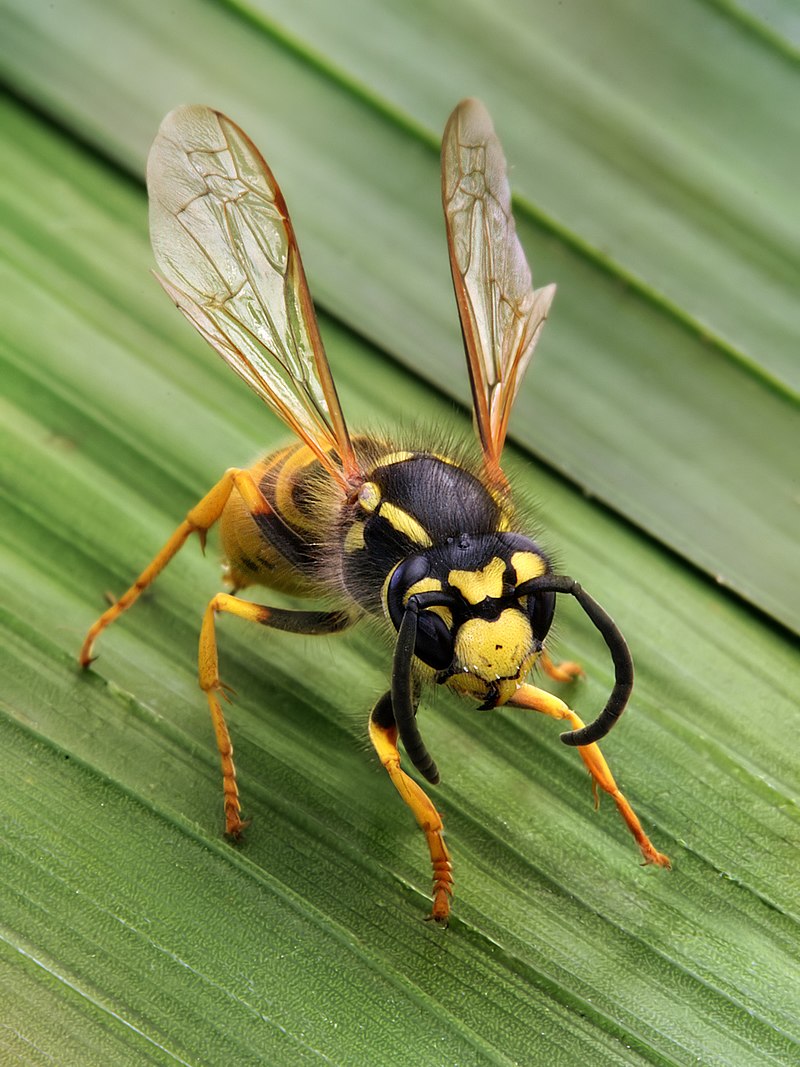 Piqure insecte à Poissy