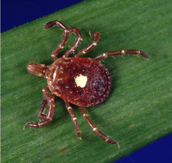 Piqure insecte aux Sables d'Olonnes