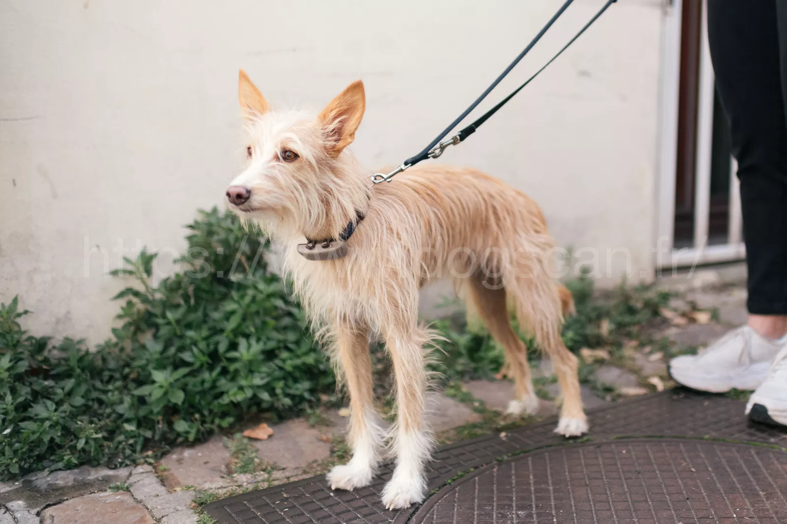 chien renifleur punaise de lit