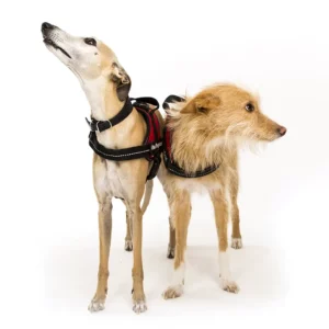 Détection canine de punaises de lit