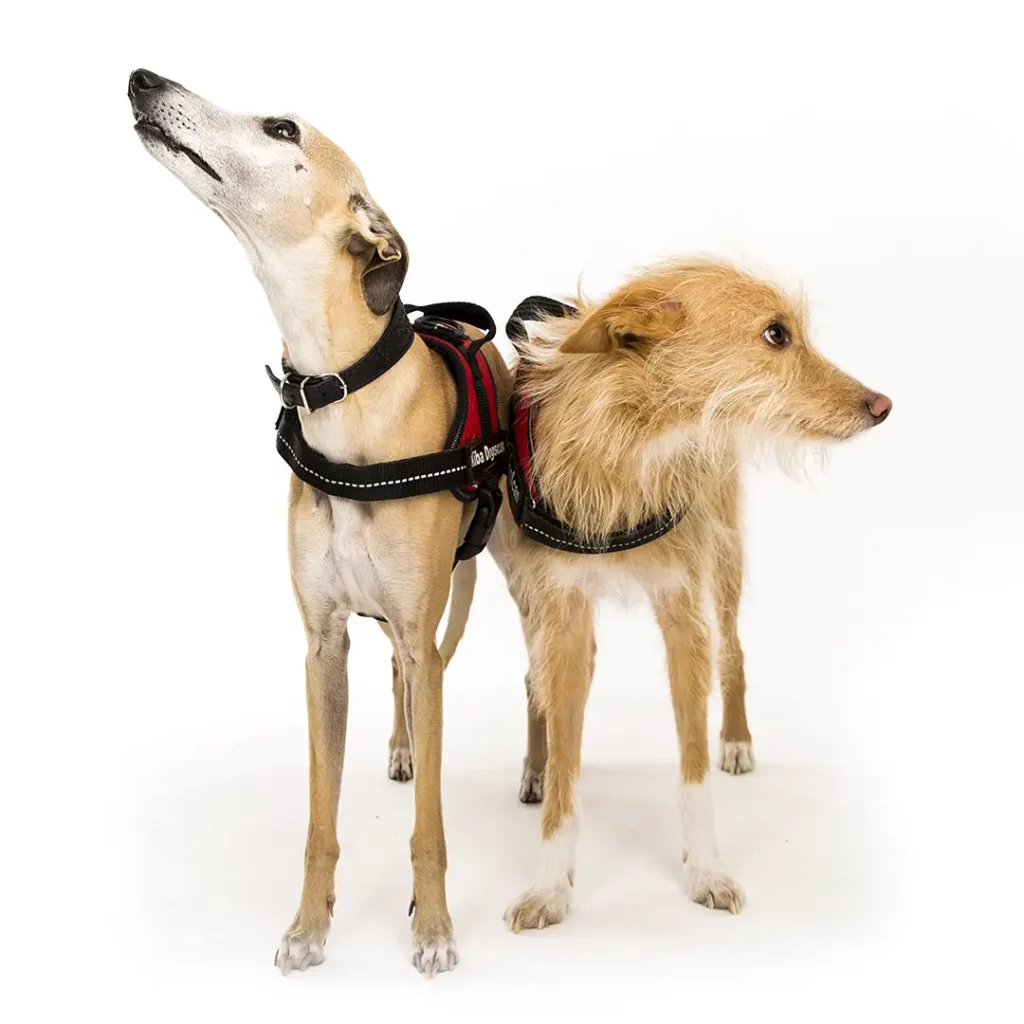 chiens anti punaise de lit